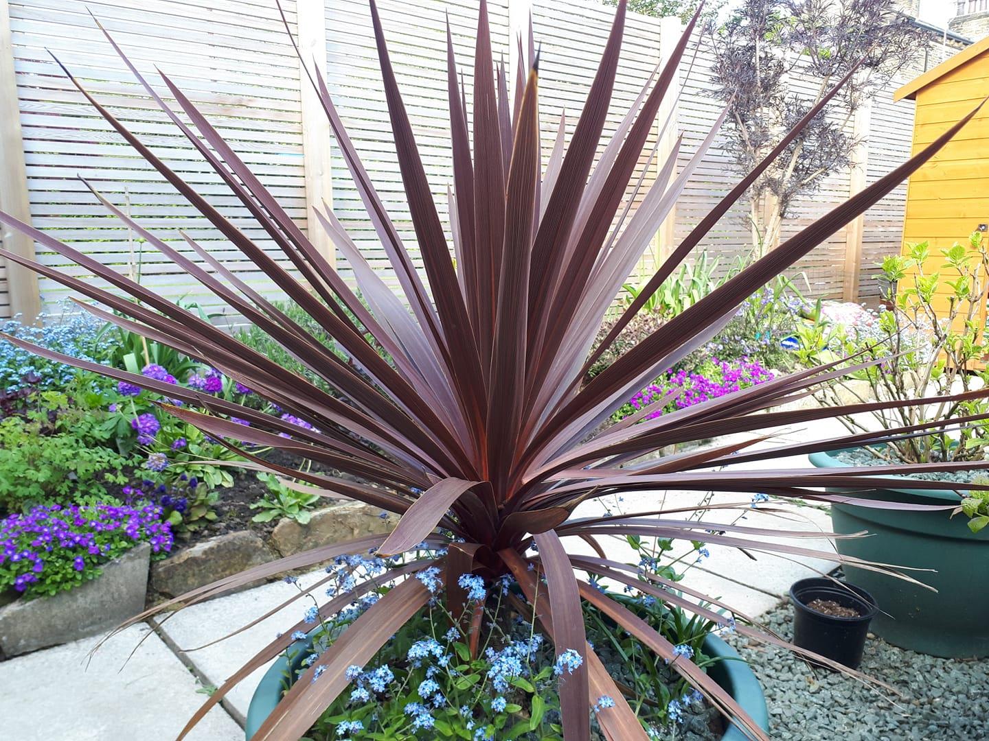 Cordyline australis Red star Kızıl Kordilin fidanı