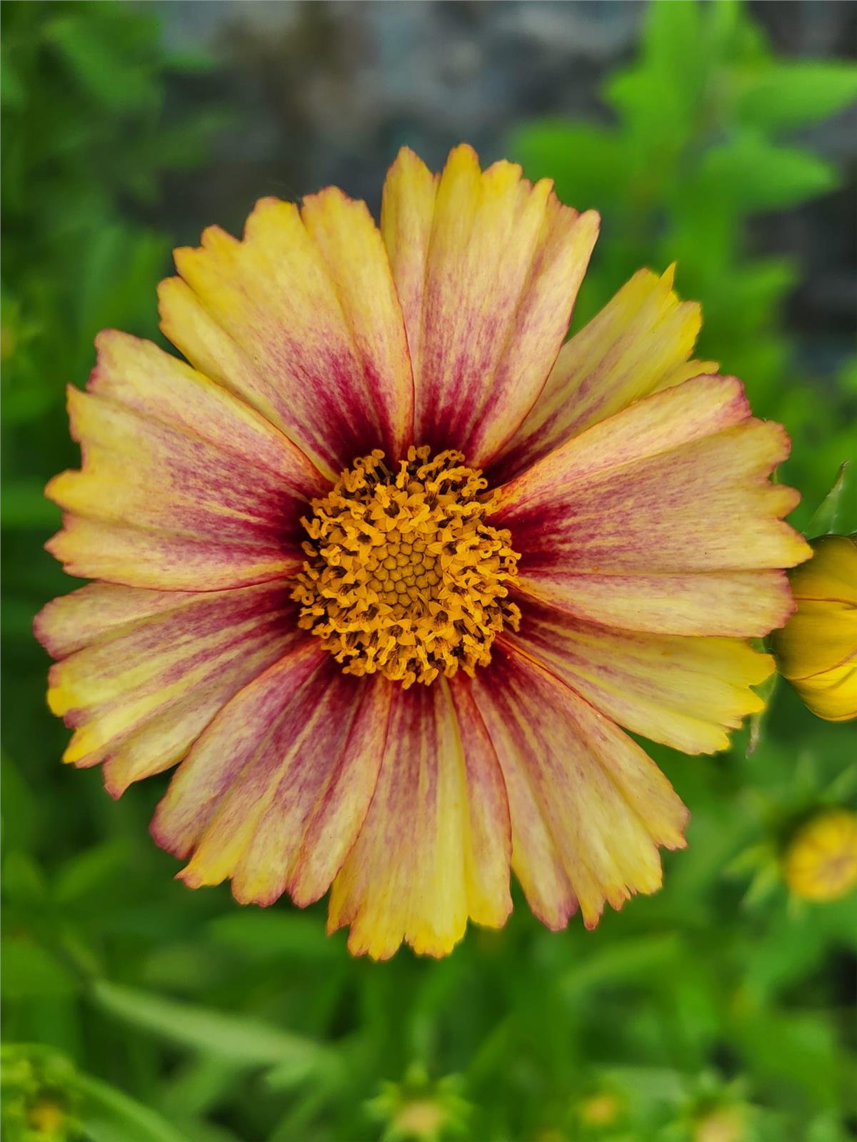 Coreopsis Solanna Sunset Burst Sarı ebruli kızgözü fidesi