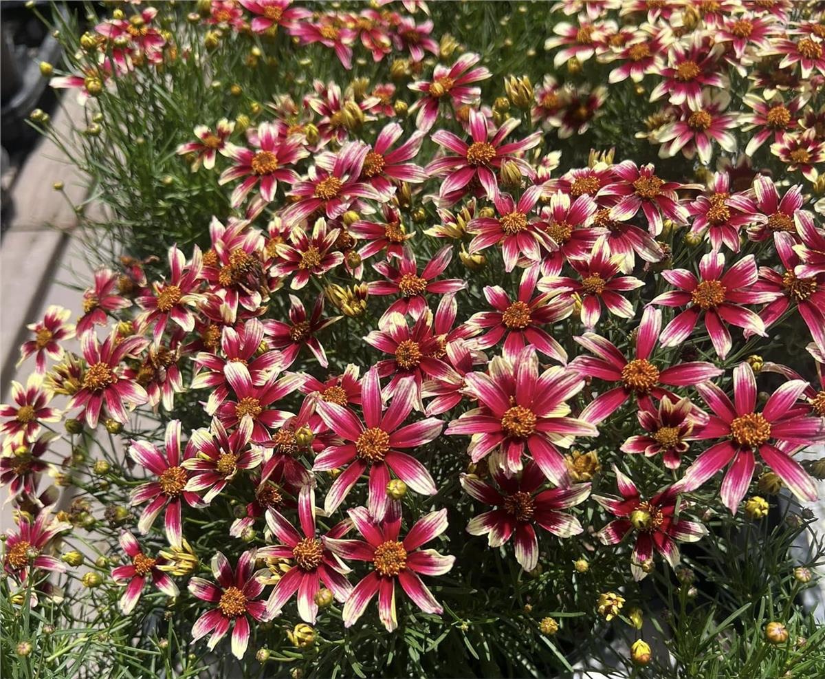 Coreopsis Sunstar Rose Pembe ebruli kızgözü fidesi