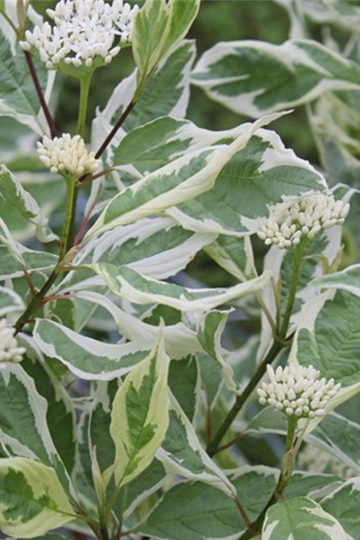 Cornus Alba Elegantissima Alaca Yapraklı Süs Kızılcık fidanı