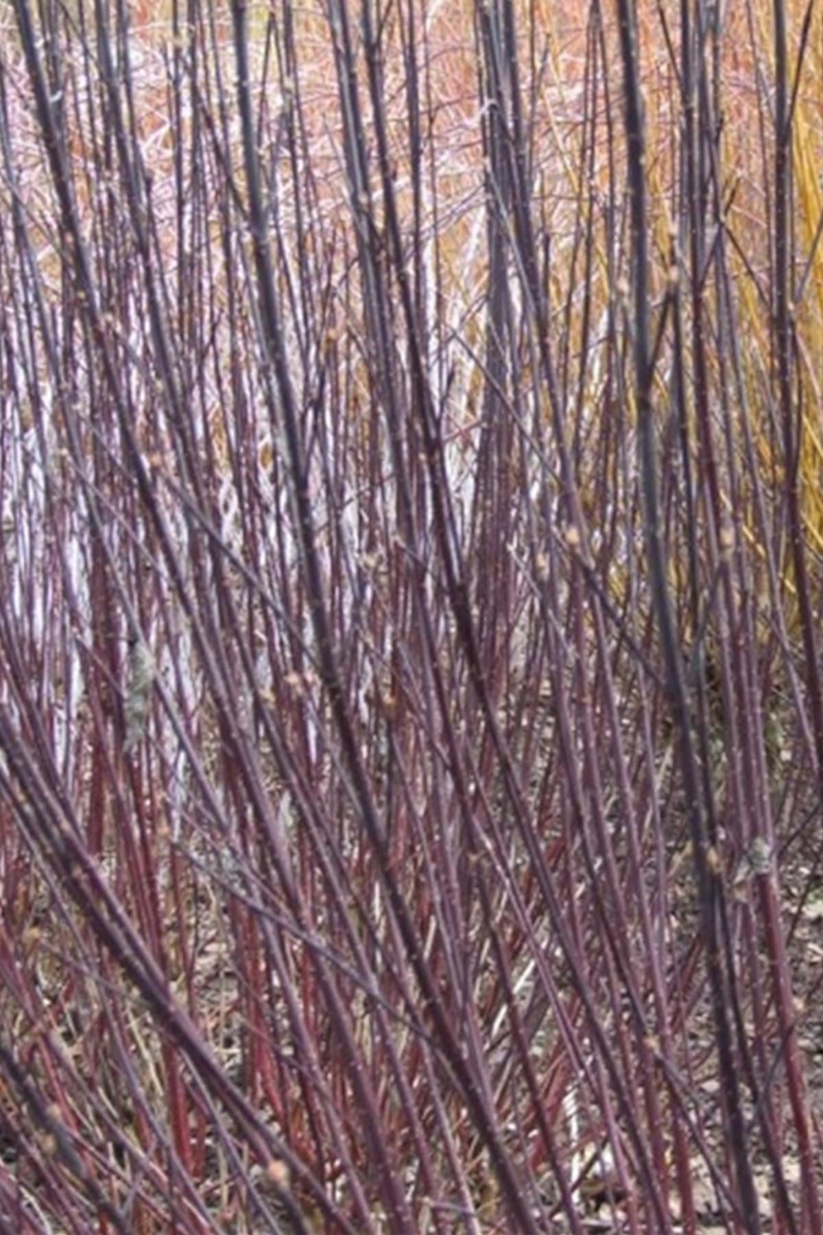 Cornus alba kesselringii Siyah Dallı Süs Kızılcık fidanı
