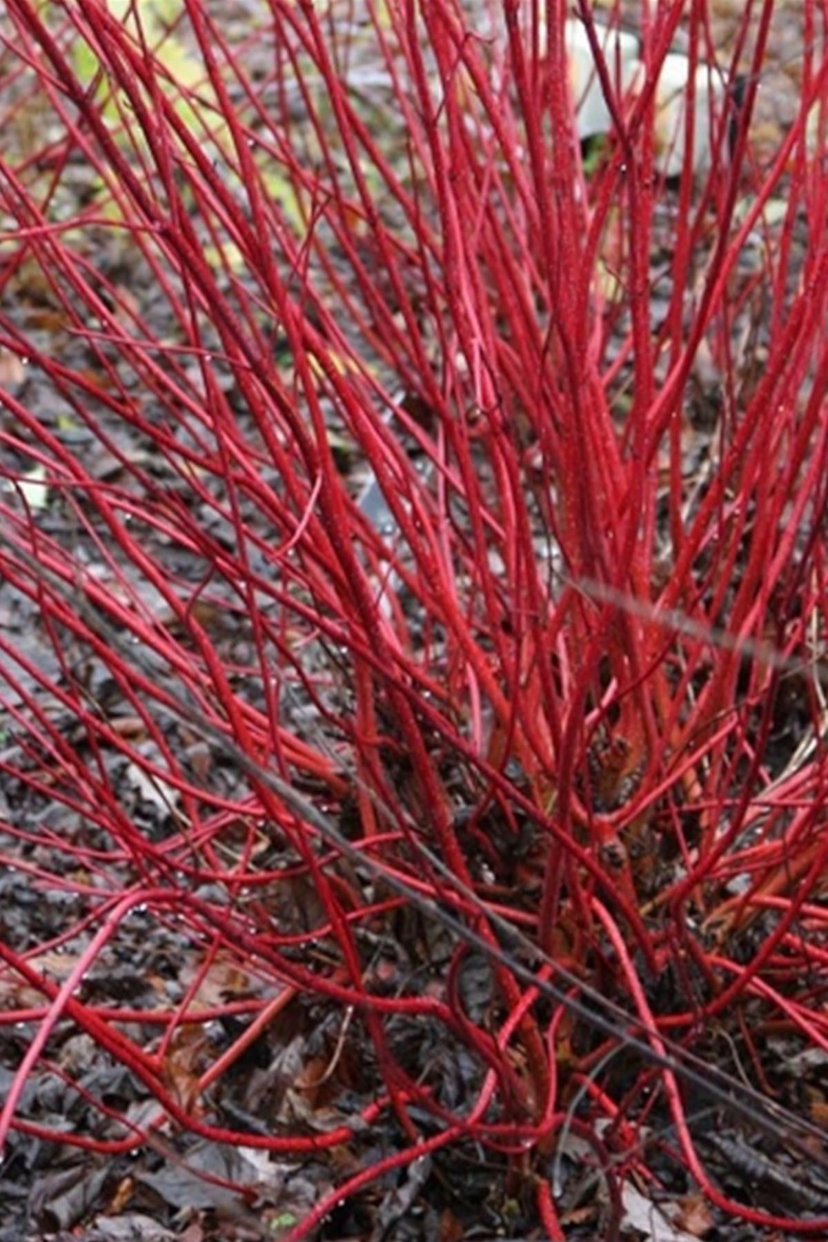Cornus Alba Sibirica Kırmızı Dallı Süs Kızılcık fidanı