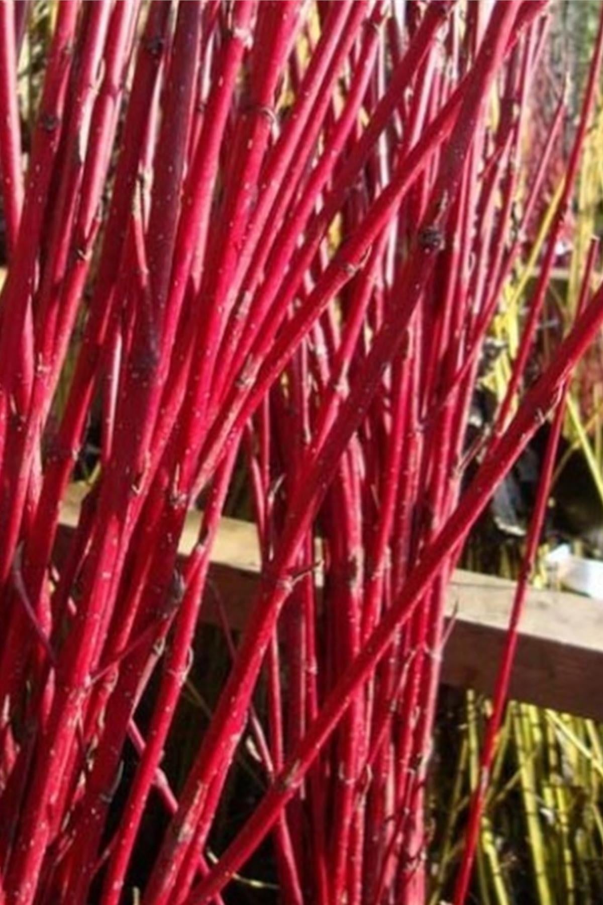Cornus Alba Westonbirt Bordo Dallı Süs Kızılcık fidanı