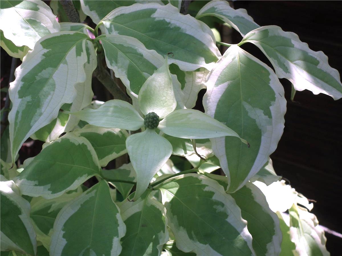 Cornus kousa peve limbo Kuza Kızılcık fidan