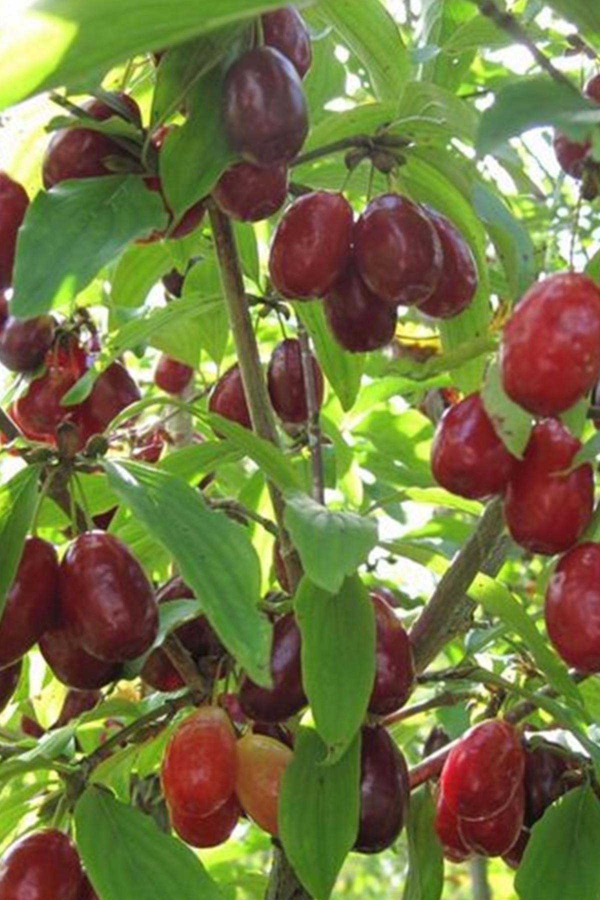 Cornus mas Yalova Aşılı Kızılcık fidanı