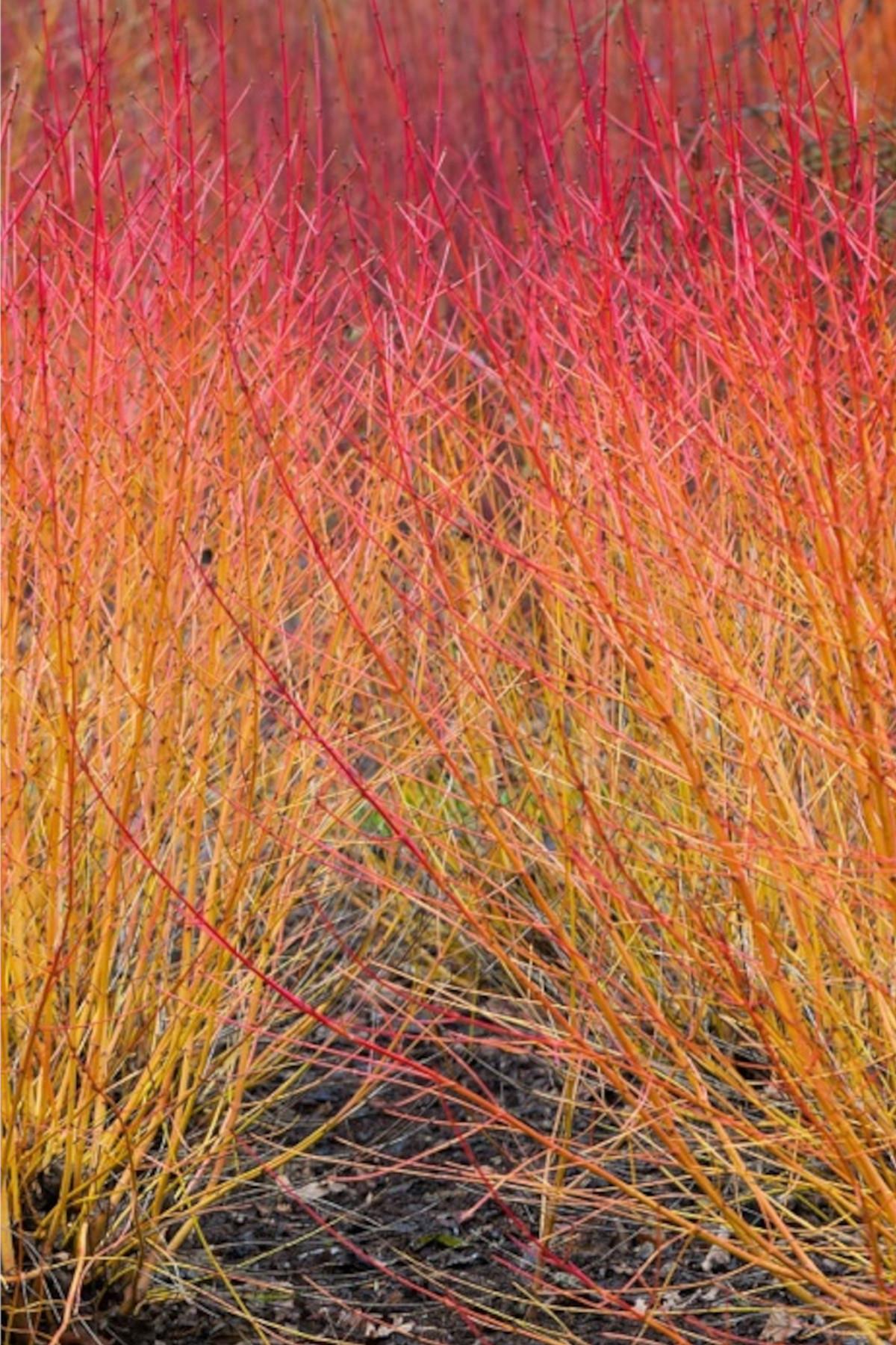 Cornus sang. Magic Flame Kavuniçi Dallı Süs Kızılcık fidanı