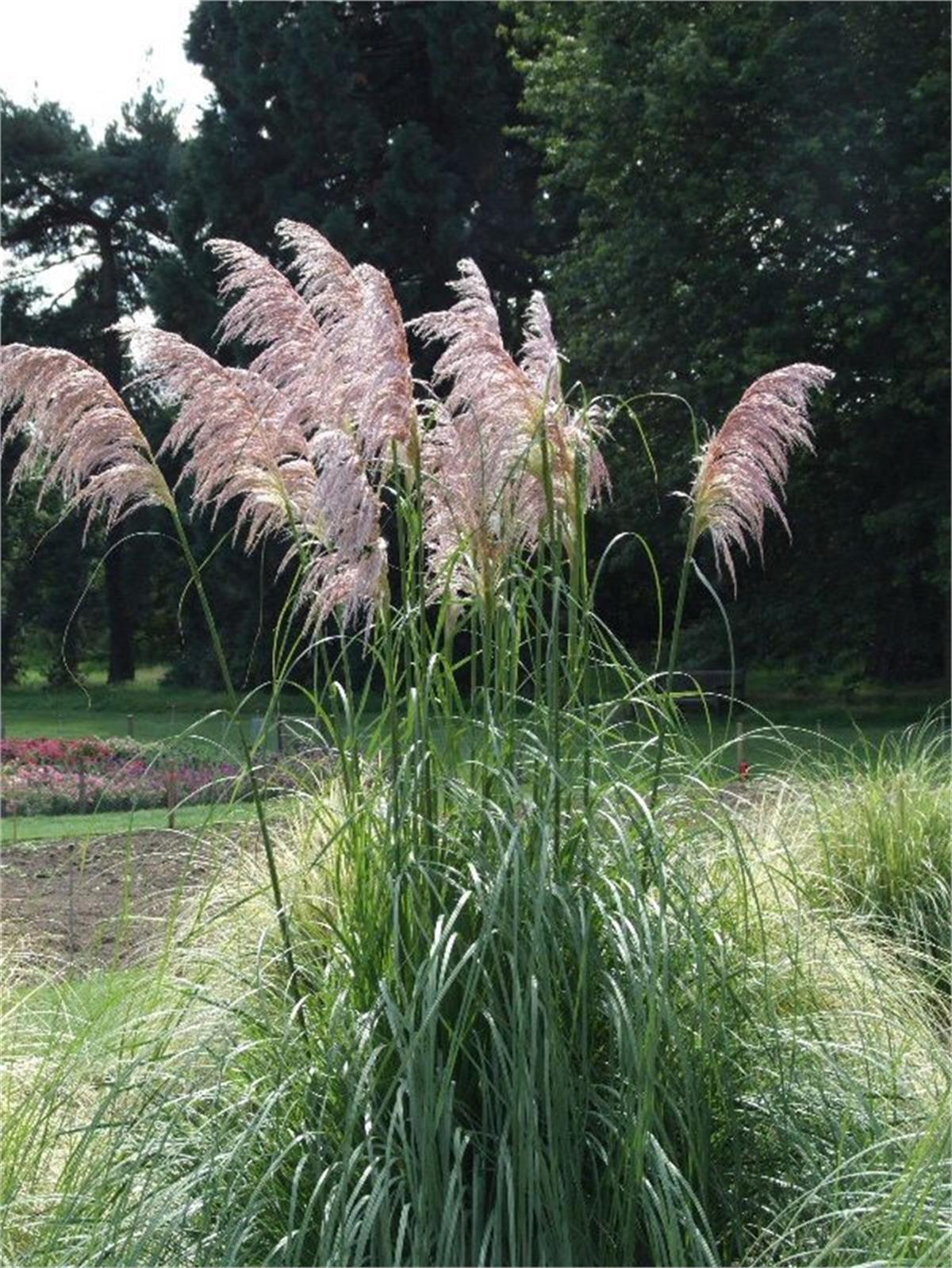 Cortaderia selloana Rendatleri Pembe Bataklık Sazı Pampas Otu