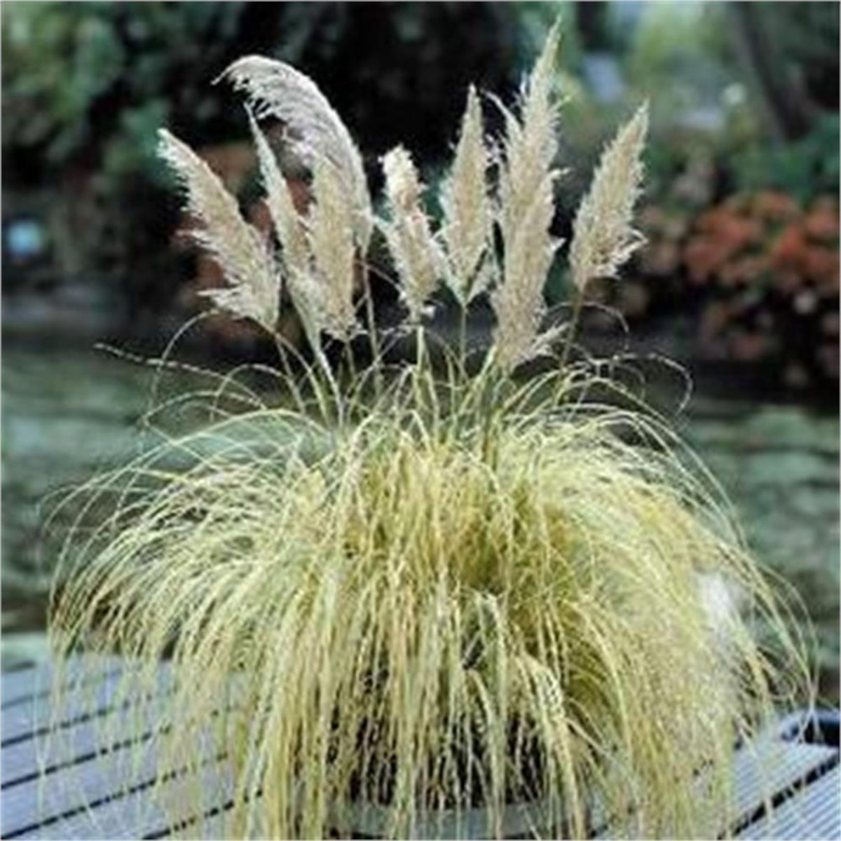 Cortaderia selloana Splendid Star Alacalı Pampas Otu fidesi
