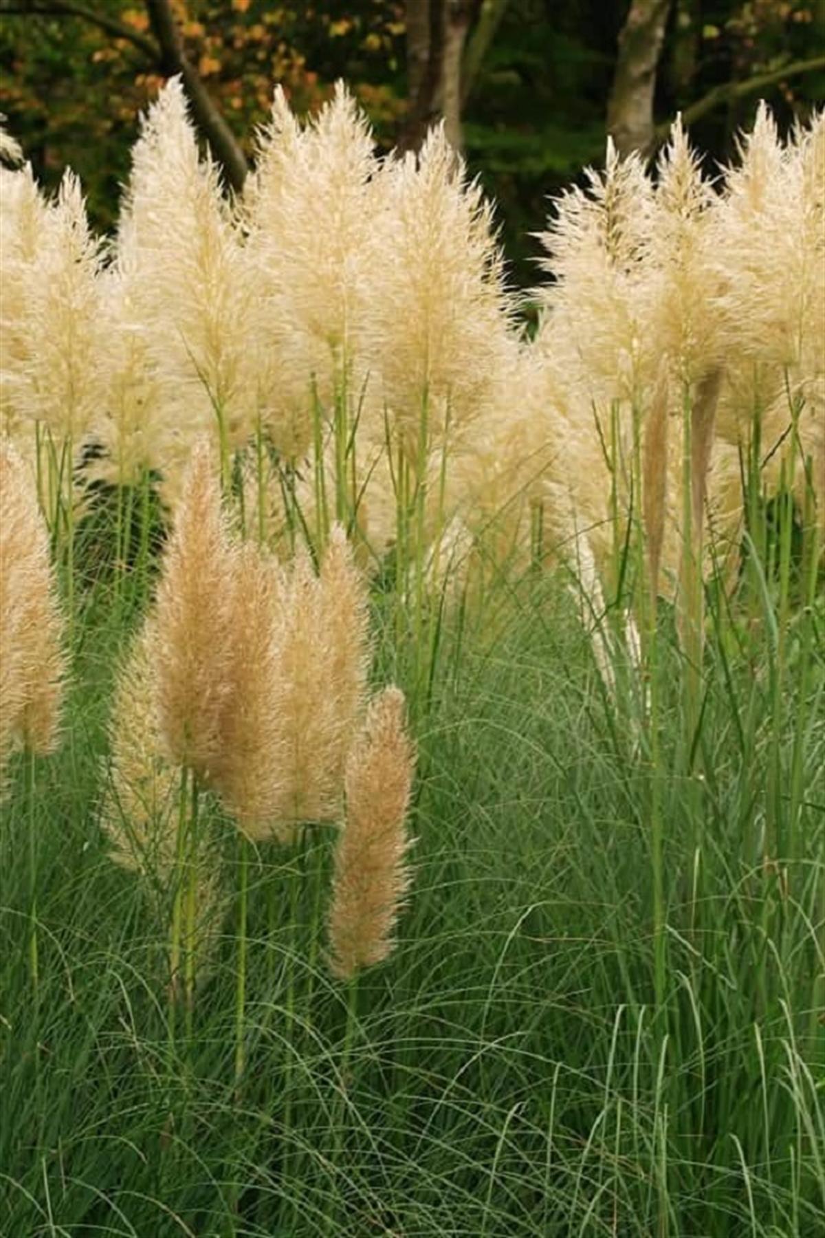 Cortaderia selloana tam bodur pampas otu Tiny Pampa
