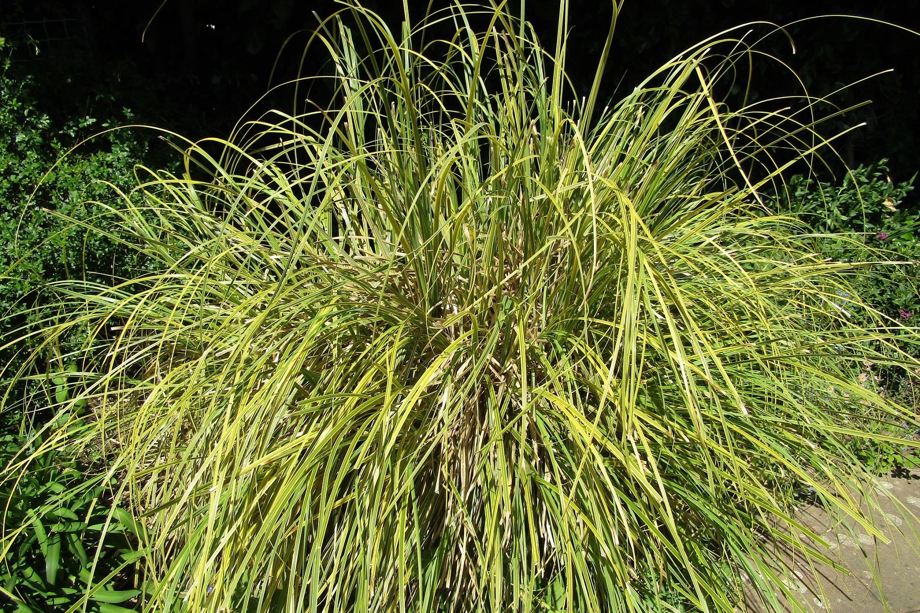 Cortaderia sellona  Bataklık Sazı Pampas Otu fidanı- Gold Band