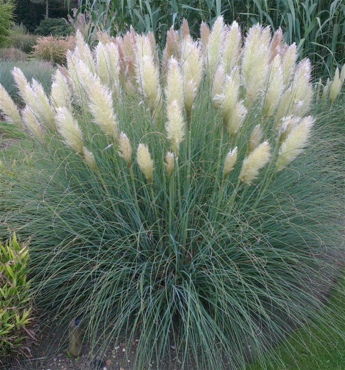 Cortaderia sellona pumila Bodur Bataklık Sazı Pampas Otu