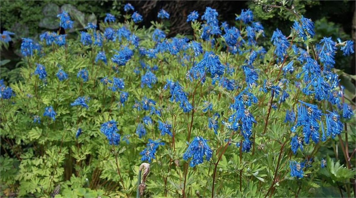 Corydalis x Blue line couriblue Kazgagası fidesi