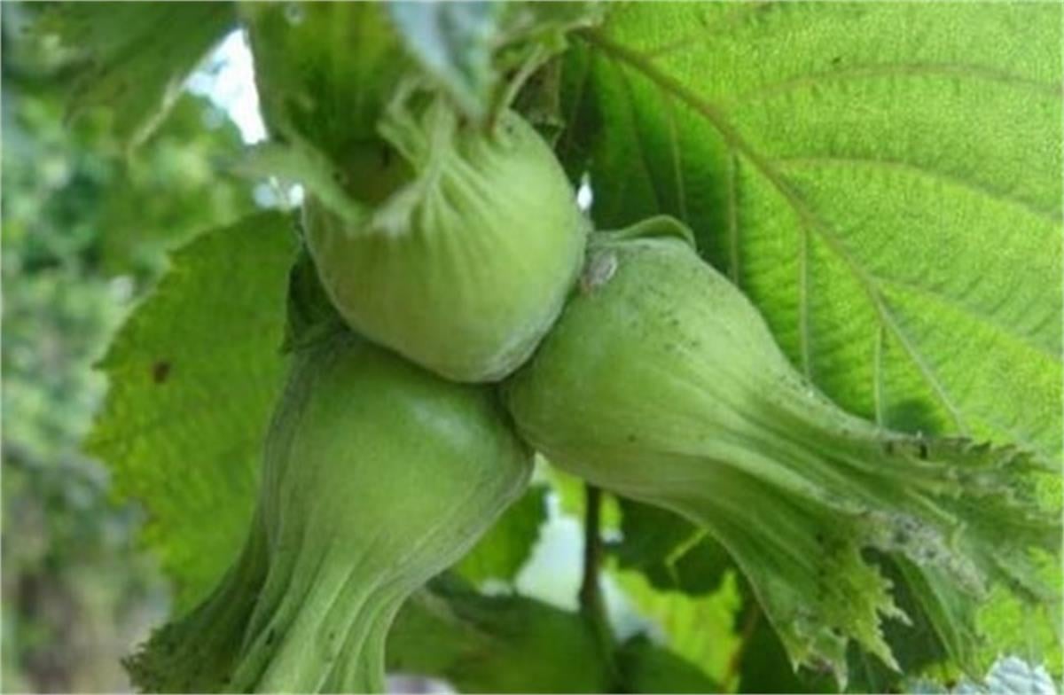 Corylus avellana Çakıldak Tombul Fındık fidanı
