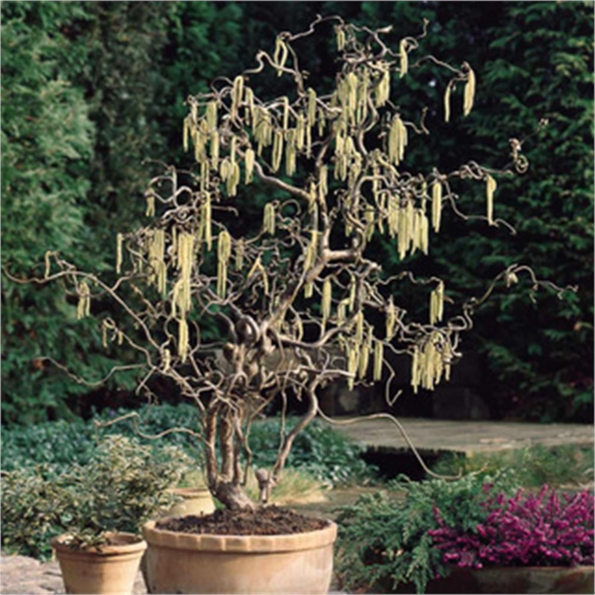 Corylus avellana Contorta Kıvırcık Fındık fidanı