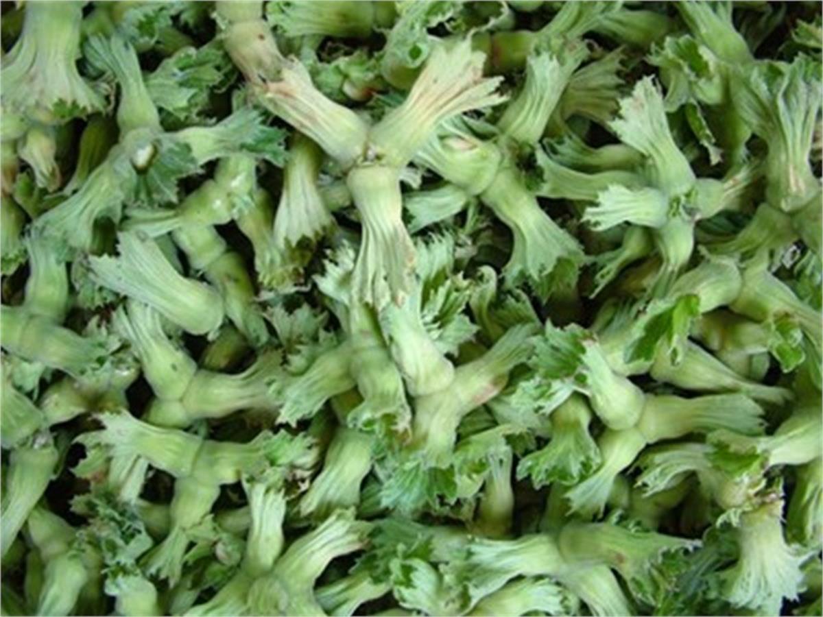 Corylus avellana Değirmendere Sivri Fındık fidanı