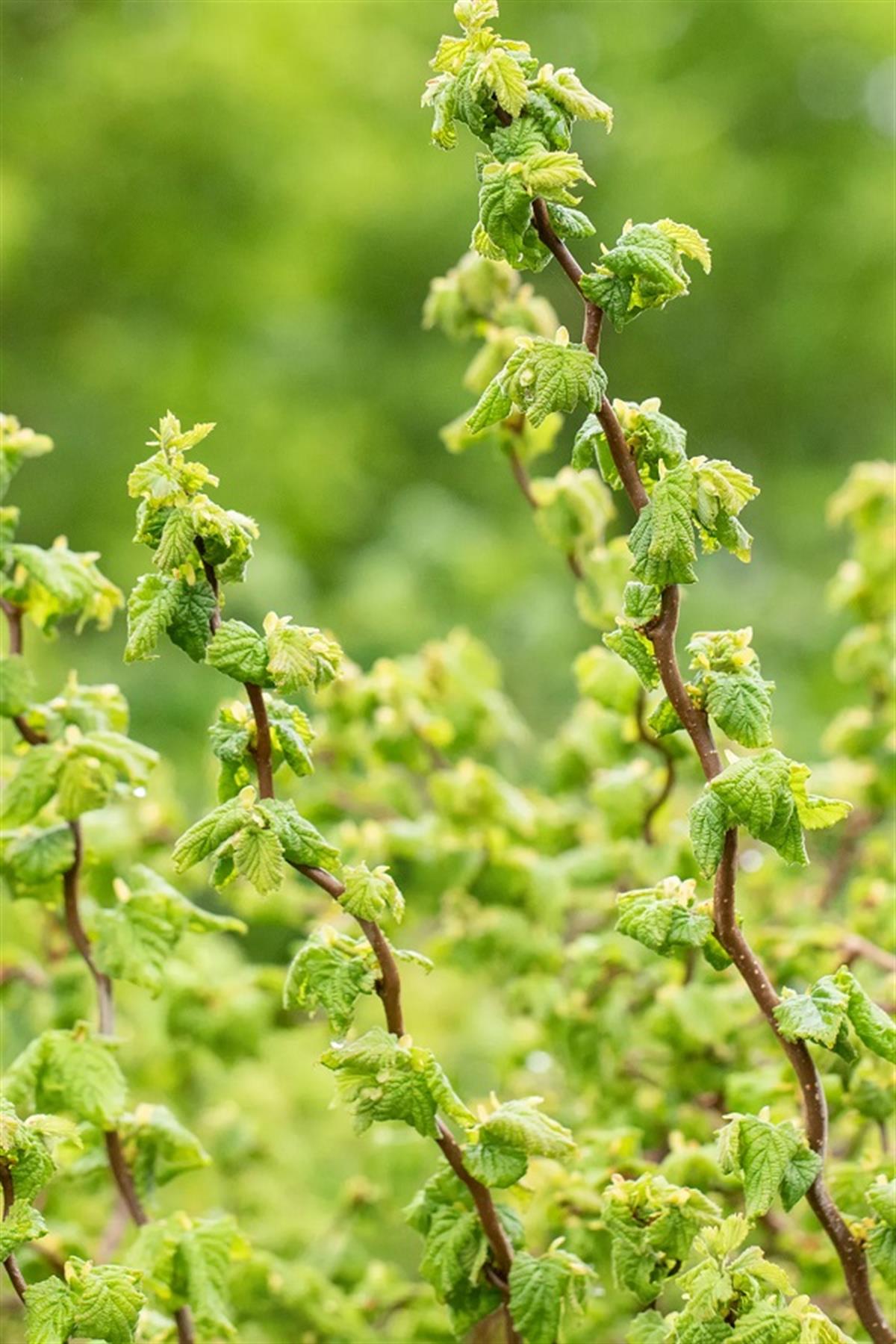 Corylus avellana sütun kıvırcık fındık fidanı Scooter