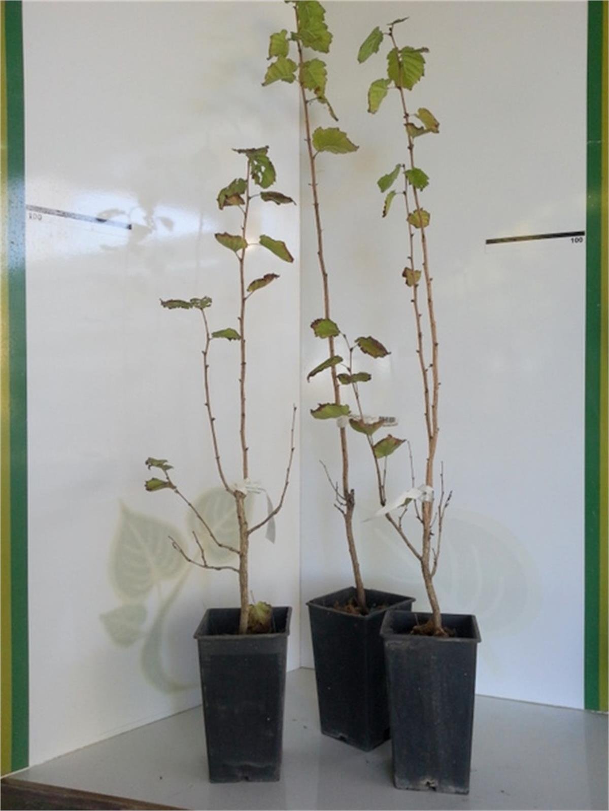 Corylus colurna Bolu Ağaç Fındık fidanı