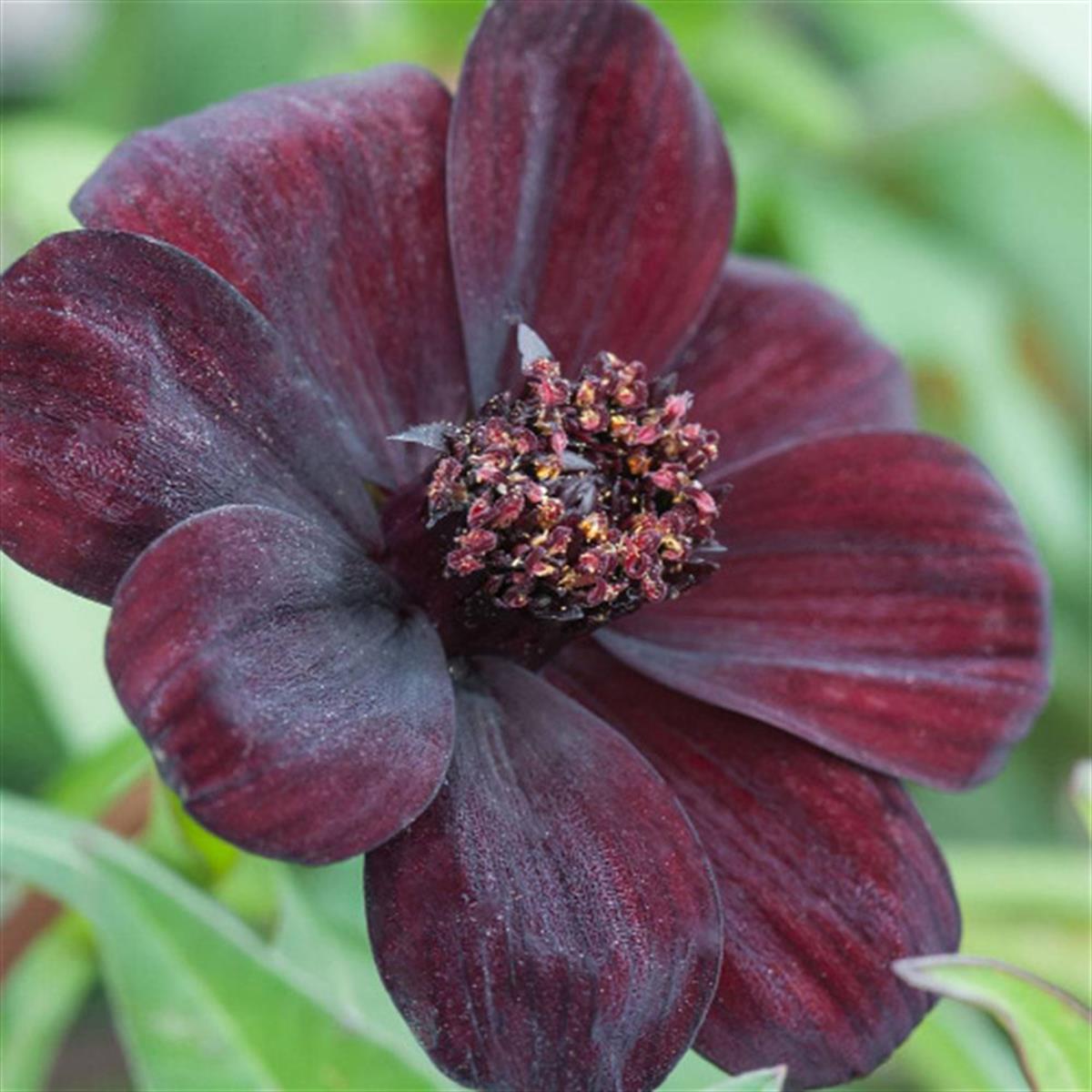 Cosmos atrosanguineus Çikolata Kozmoz fidesi