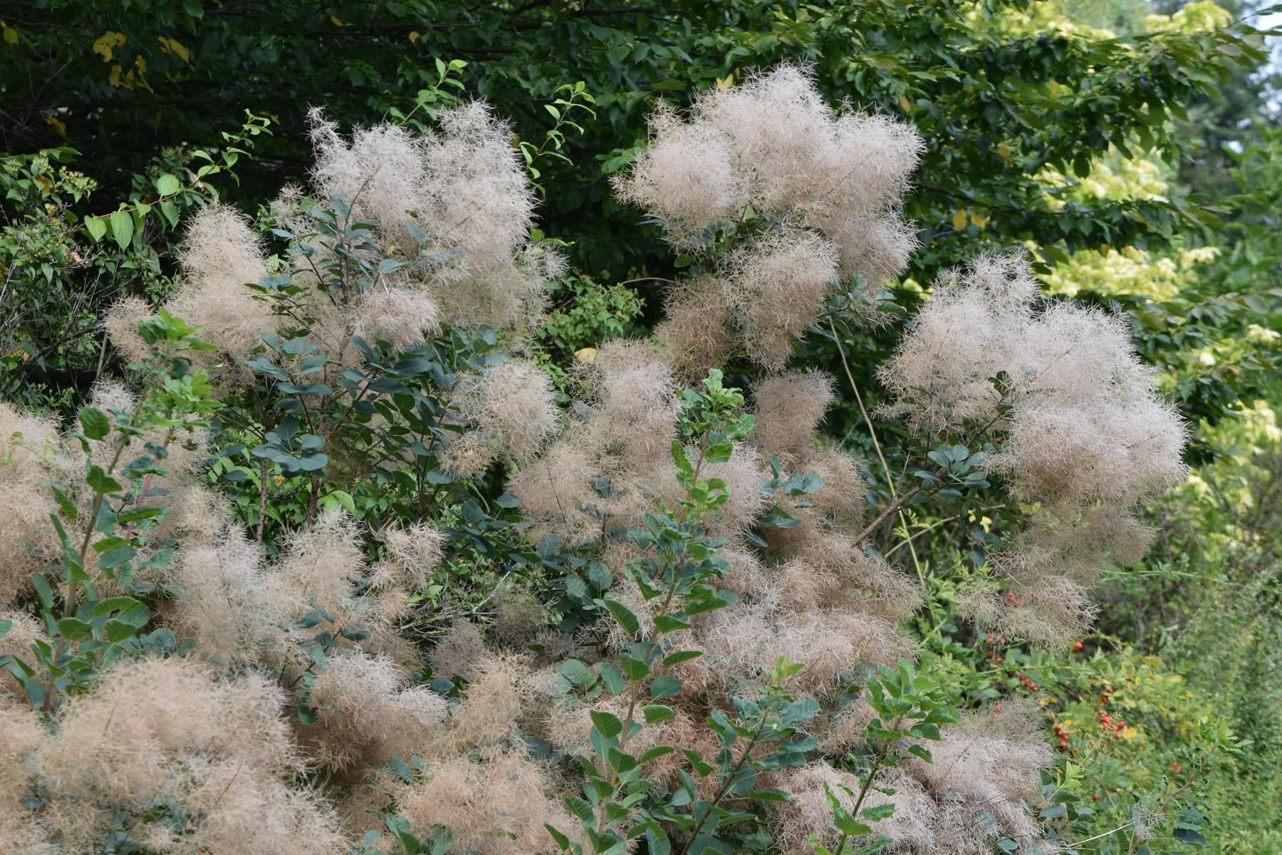 Cotinus coggyria Bulut Duman ağacı fidanı