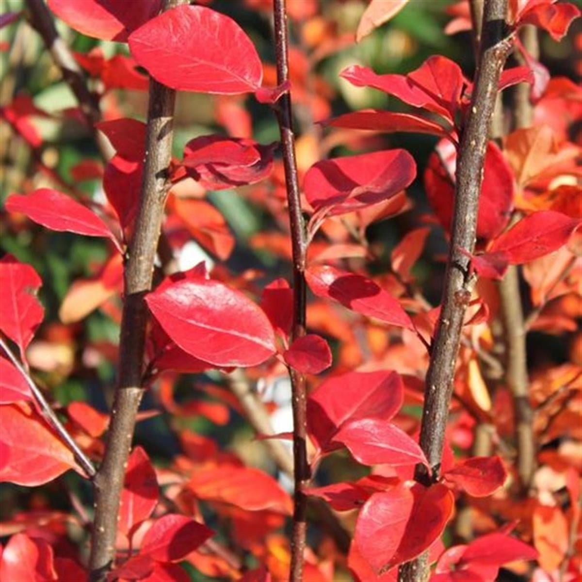 Cotoneaster divaricatus Yayılıcı Kotonaster fidanı