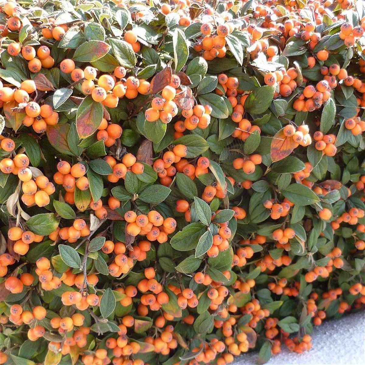 Cotoneaster franchetii kavuniçi meyveli kotonester fidanı
