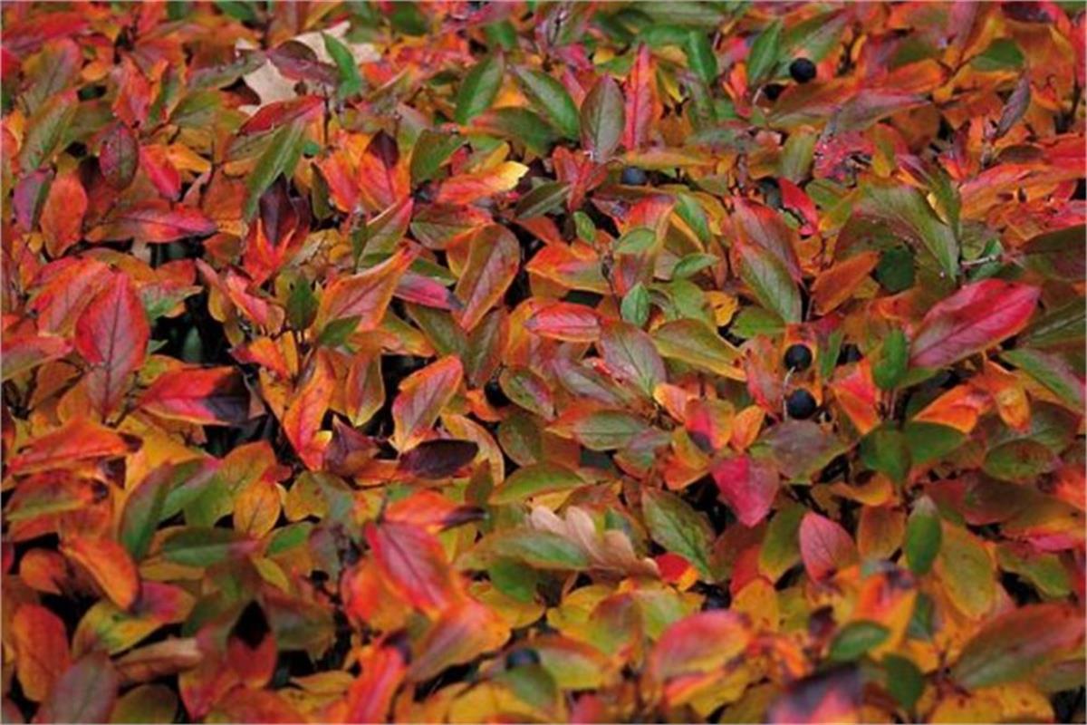 Cotoneaster lucidus Dağ muşmulası fidanı