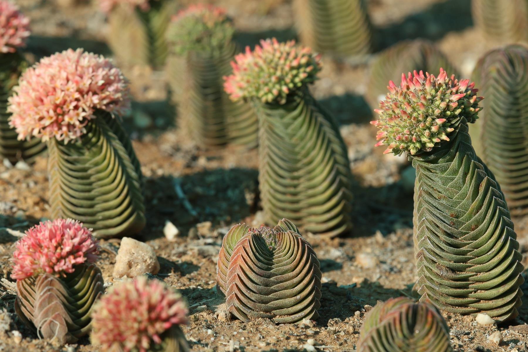 Crassula buddha's temple Buda Tapınağı Sukulenti