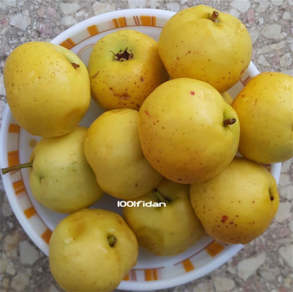 Crataegus azarolus Aşılı Sarı Belen Alıç fidanı