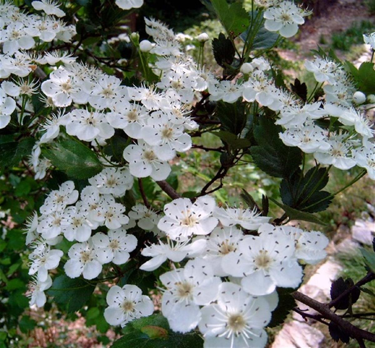 Crataegus laevigata Kırmızı alıç fidanı