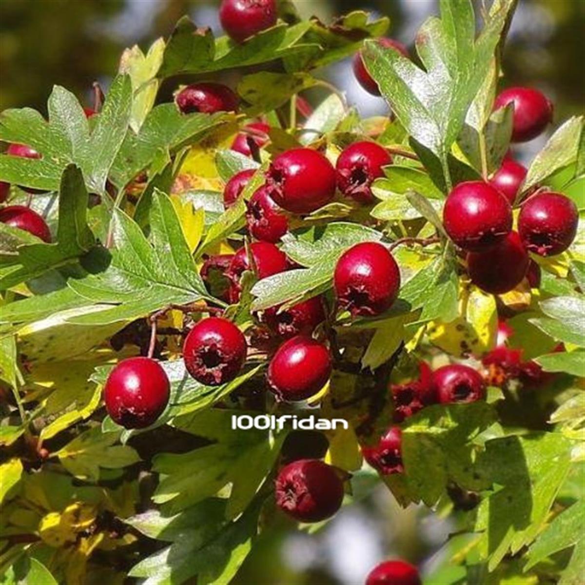 Crataegus monogyna Tıbbi Alıç fidanı