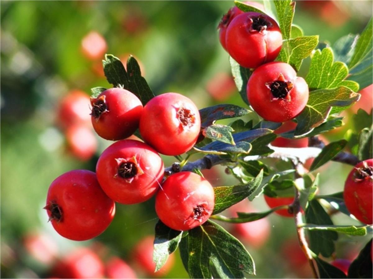 Crataegus oxyacantha Kırmızı alıç fidanı