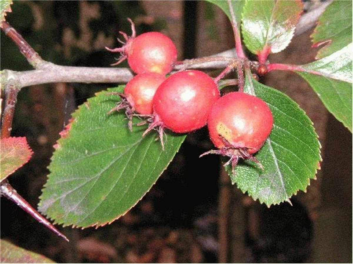 Crataegus persimilis Erik yapraklı alıç fidanı