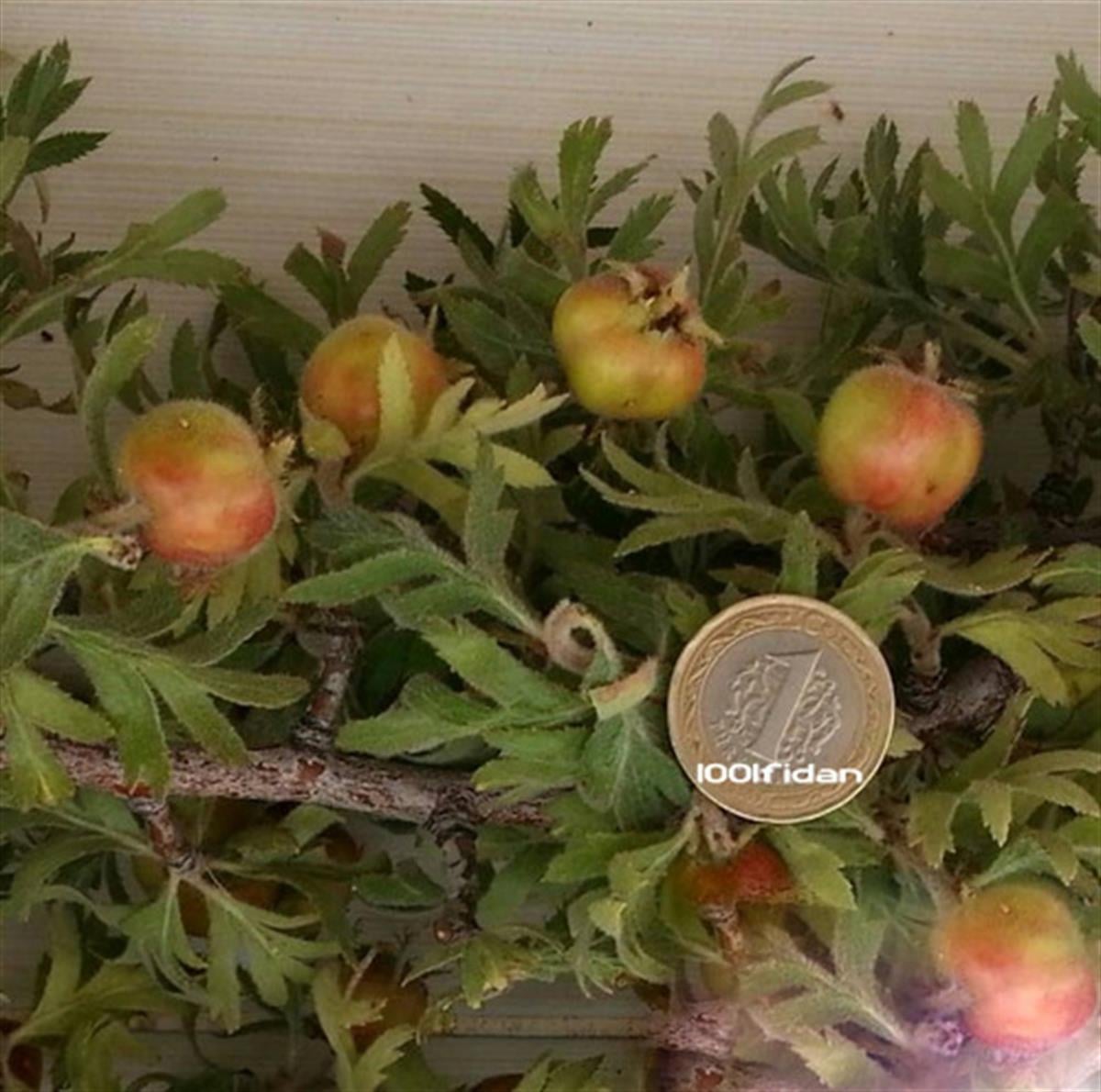 Crataegus tanacetifolia Aşılı Alyanak Sarı Bayburt Alıç fidanı