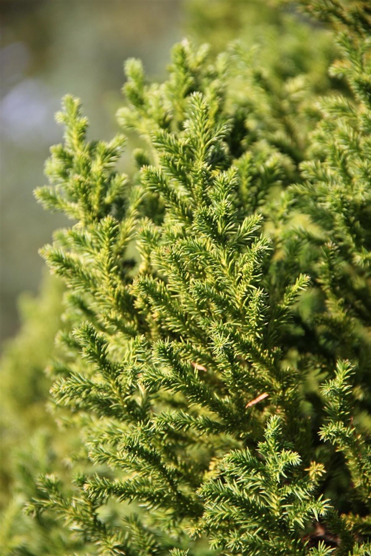 Cryptomeria japonica Japon Kadife Çamı fidanı Vilmoriniana
