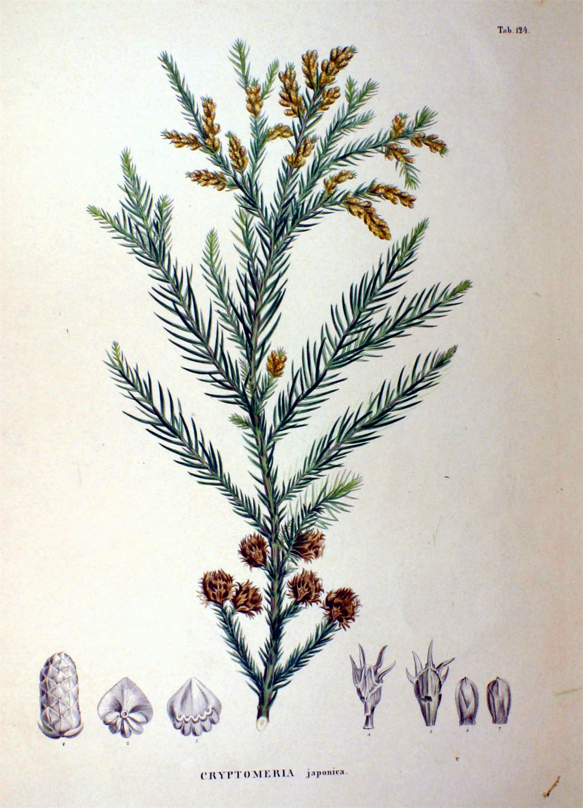 Cryptomeria japonica Japon Kadife Çamı fidanı