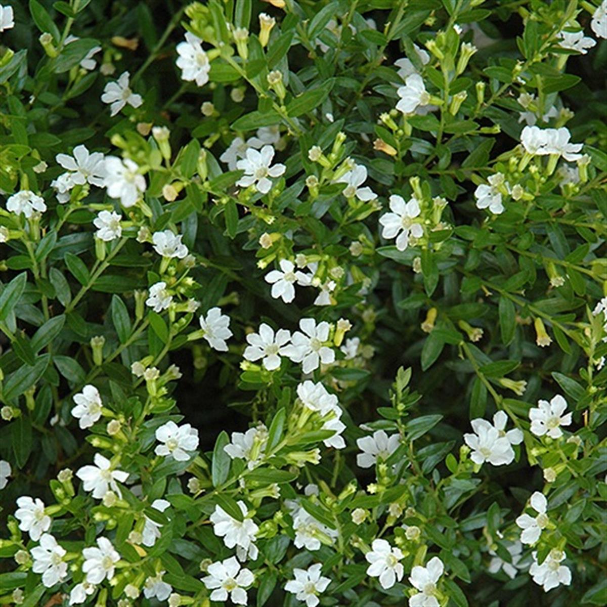 Cuphea hyssopifolia Kufeya Cennet Çiçeği Beyaz