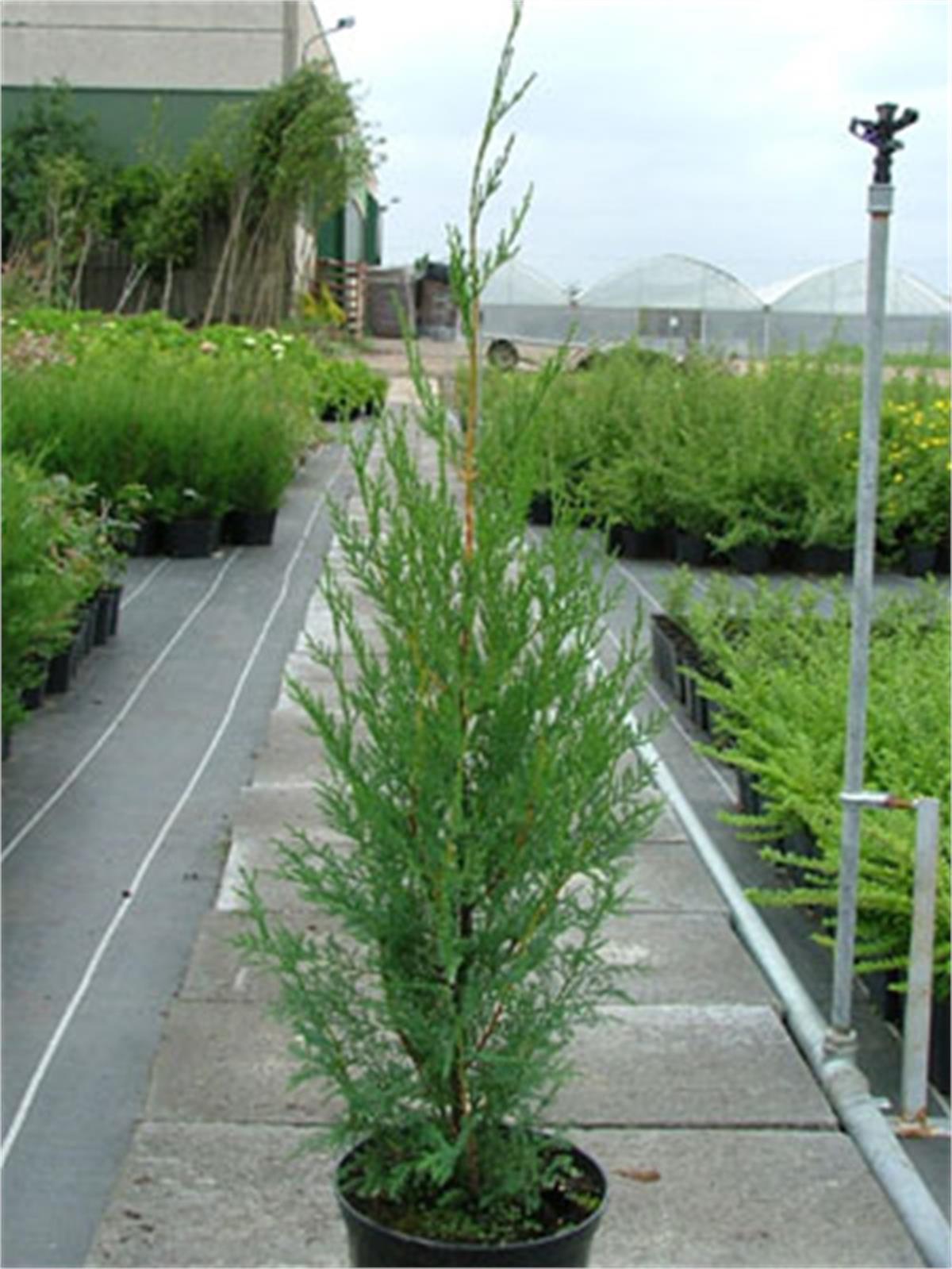 Cupressoyparis leylandii Blue jeans Bodur leylandi fidanı