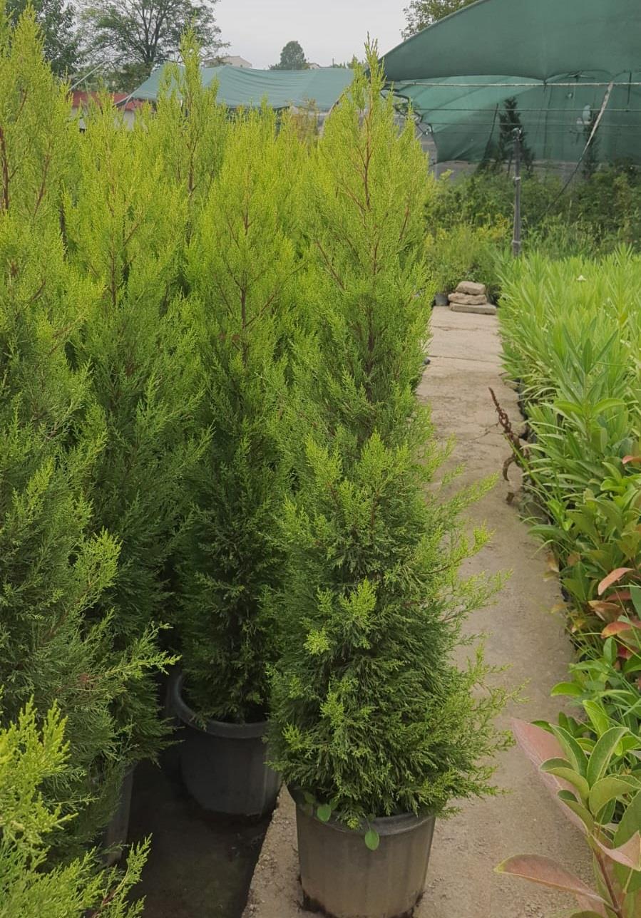 Cupressus macrocarpa Limon Selvi Limon Servi fidanı
