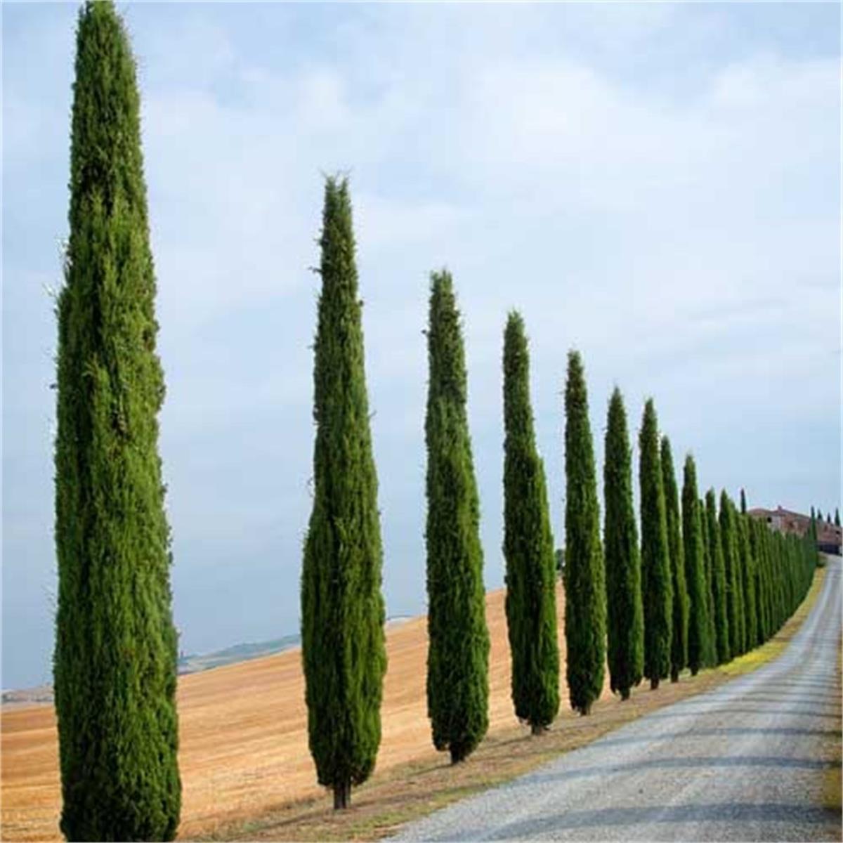 Cupressus sempervirens Akdeniz Selvisi, Servisi fidanı