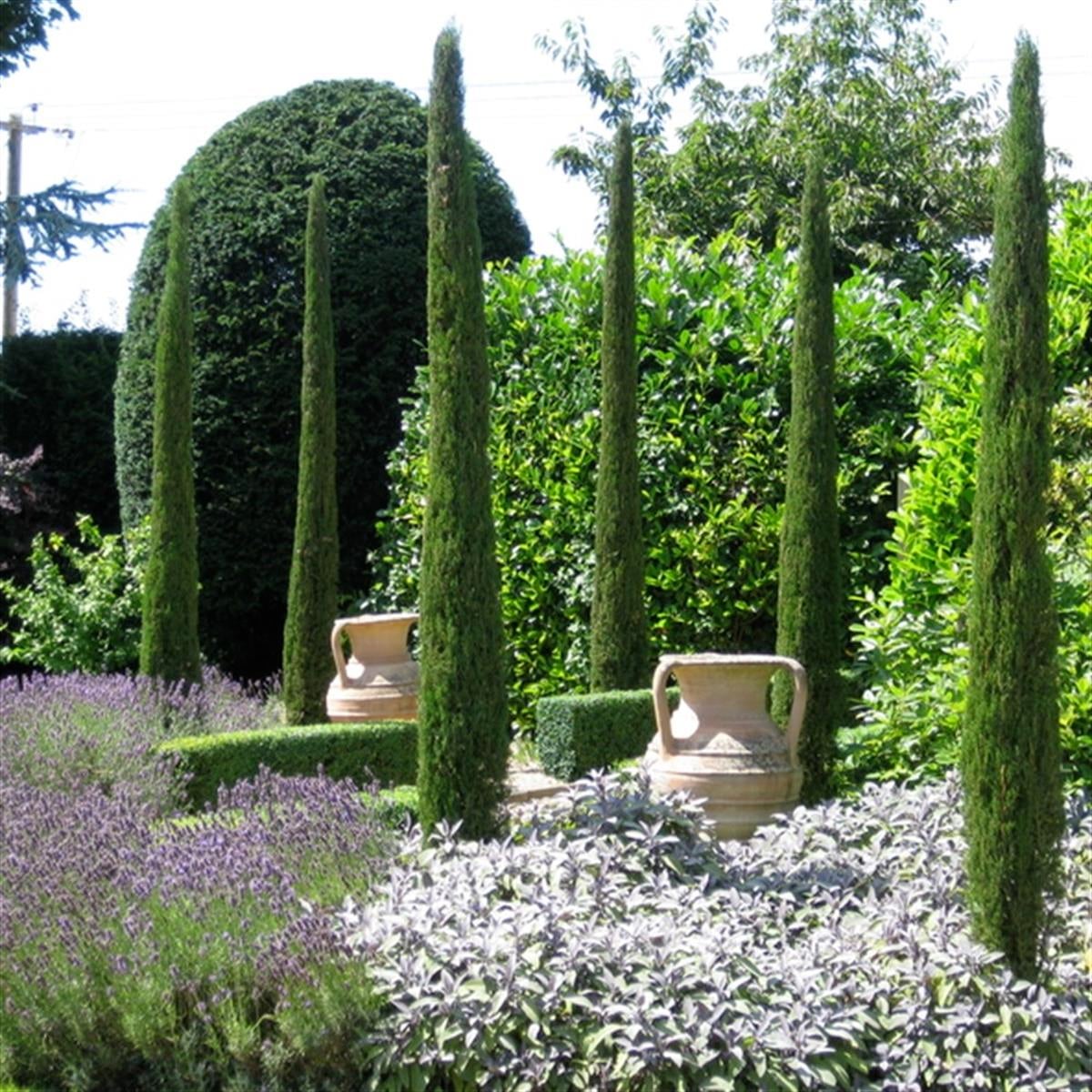 Cupressus sempervirens Totem Selvi Servi fidanı