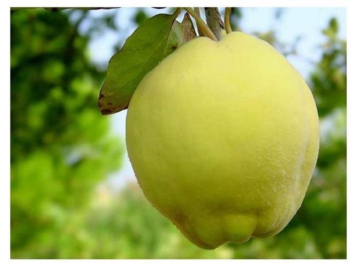 Cydonia vulgaris Ege 22 Ayva fidanı