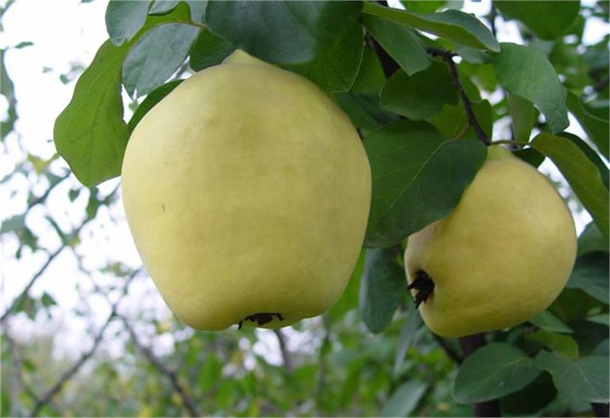 Cydonia vulgaris Eşme Ayva fidanı