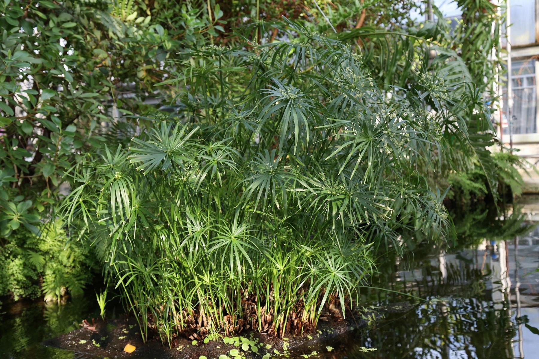 Cyperus alternifolius Japon şemsiyesi bodur papirus fidanı