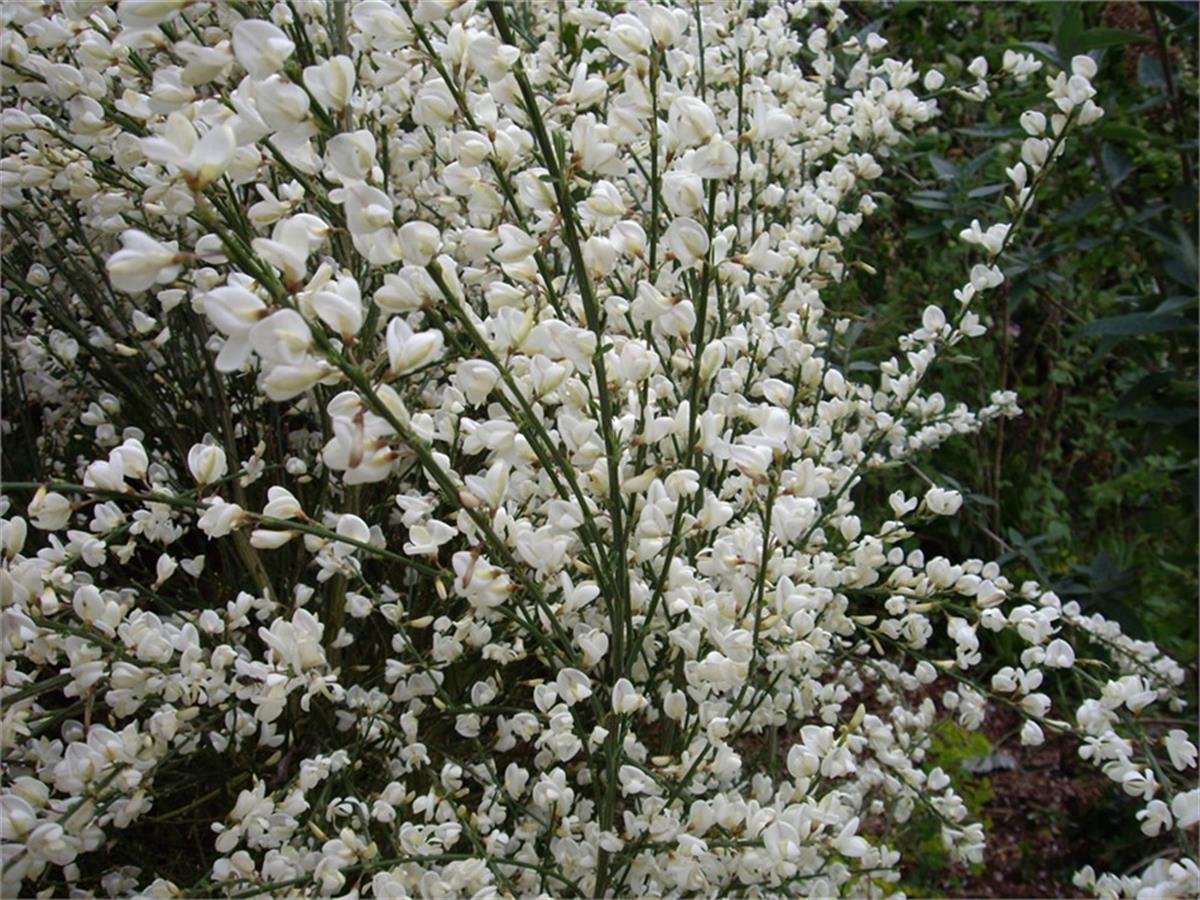 Cytisus praecox Albus Bodur Katırtırnağı süpürge çalısı fidanı