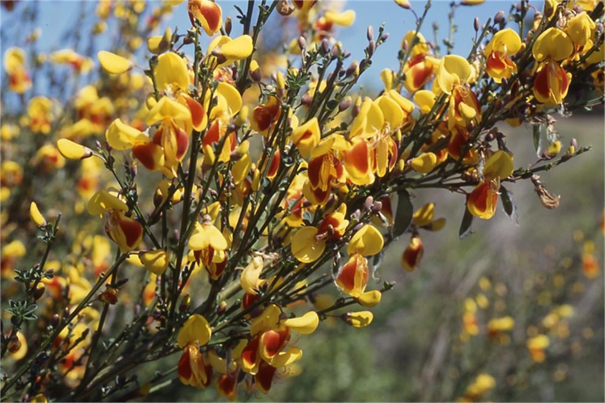 Cytisus scoparius Andreanus Bodur Katırtırnağı süpürge çalı fidanı