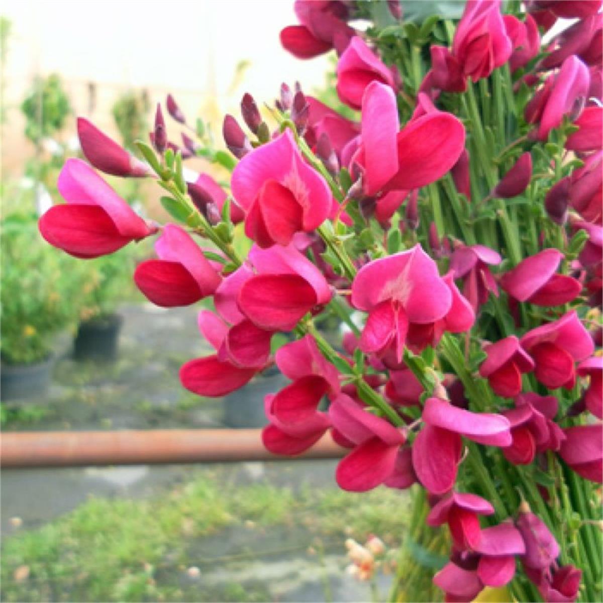 Cytisus scoparius Boskoop ruby Bodur Katırtırnağı süpürge çalısı fidanı