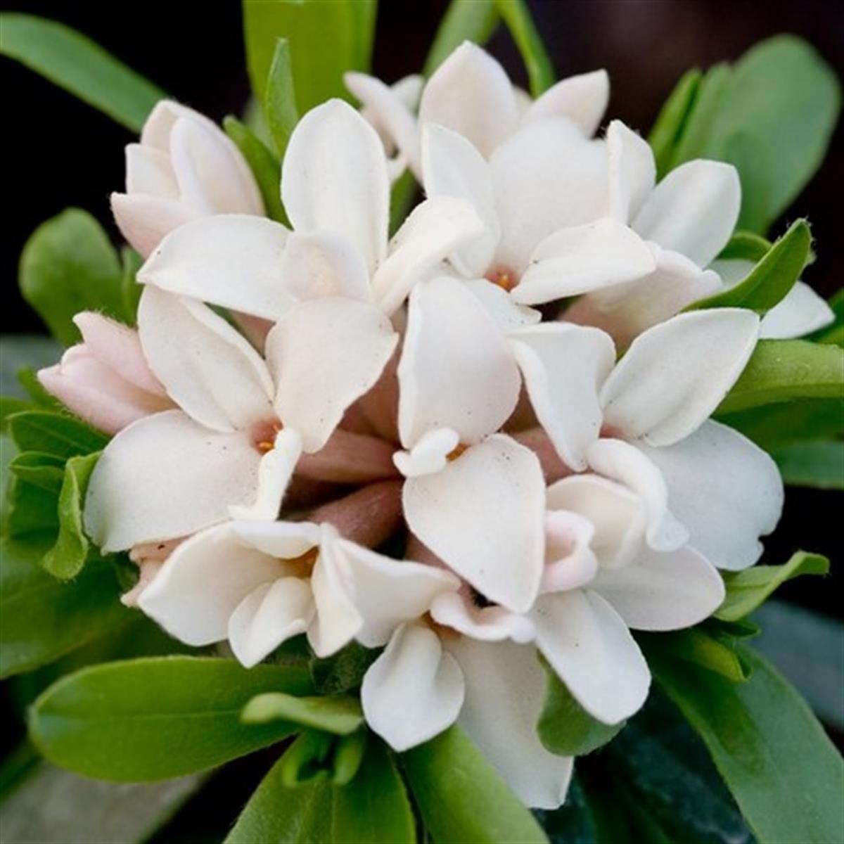 Daphne transatlantica ETERNAL FRAGRANCE Blafra beyaz Kafkas Gülü fidanı
