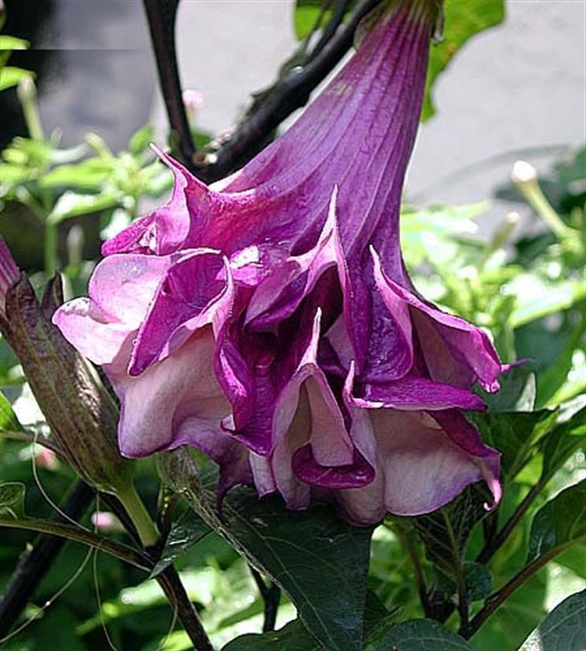 Datura metel Katmerli Mor Melek borusu borazanı fidanı
