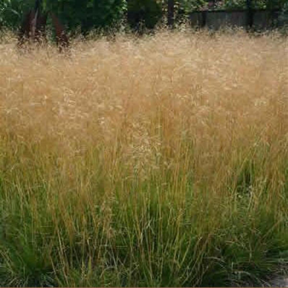Deschampsia caespitosa Goldschleier Tepeli çim fidesi