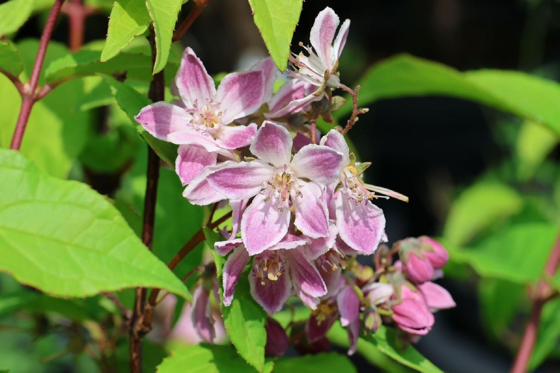 Deutzia Raspberry sundae havlu püskülü fidanı